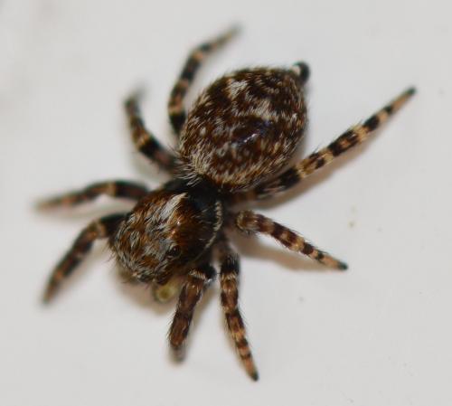 Réf. 250 459 : Pseudeuophrys erratica